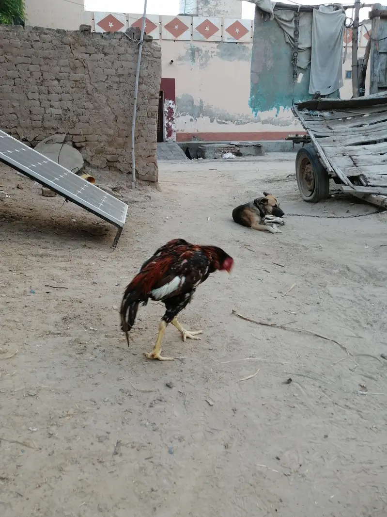 Aseel murga — photo 6