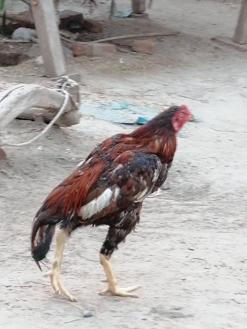 Aseel murga 6