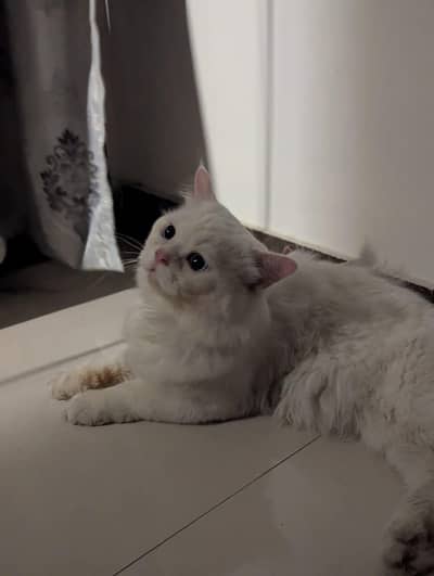 Male cat Available for Matting