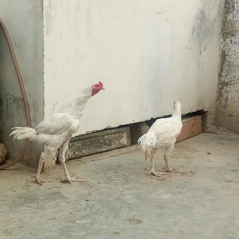 paper white heera. . — photo 2