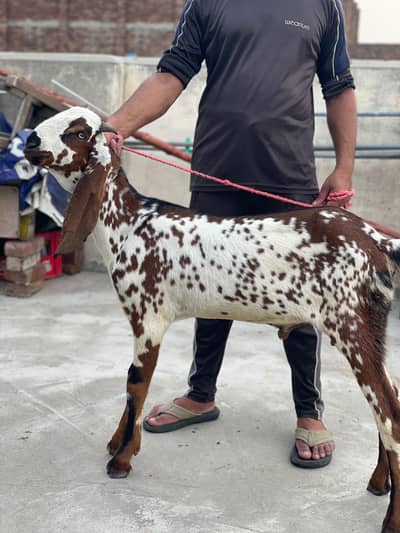 2027 k liye bakra pure makhi china. 0.3. 2.1. 6.0.3.6. 3.9. 1