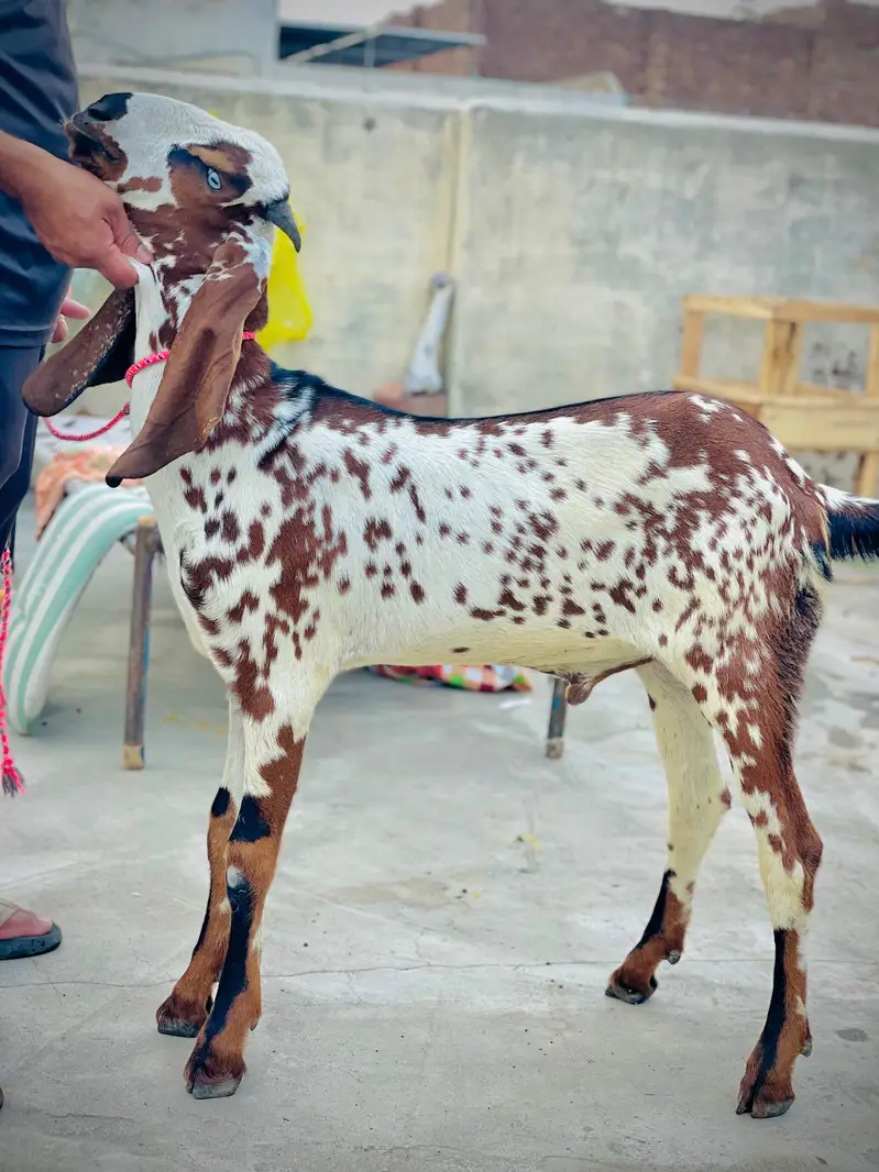 2027 k liye bakra pure makhi china. 0.3. 2.1. 6.0.3.6. 3.9. 1 — photo 2