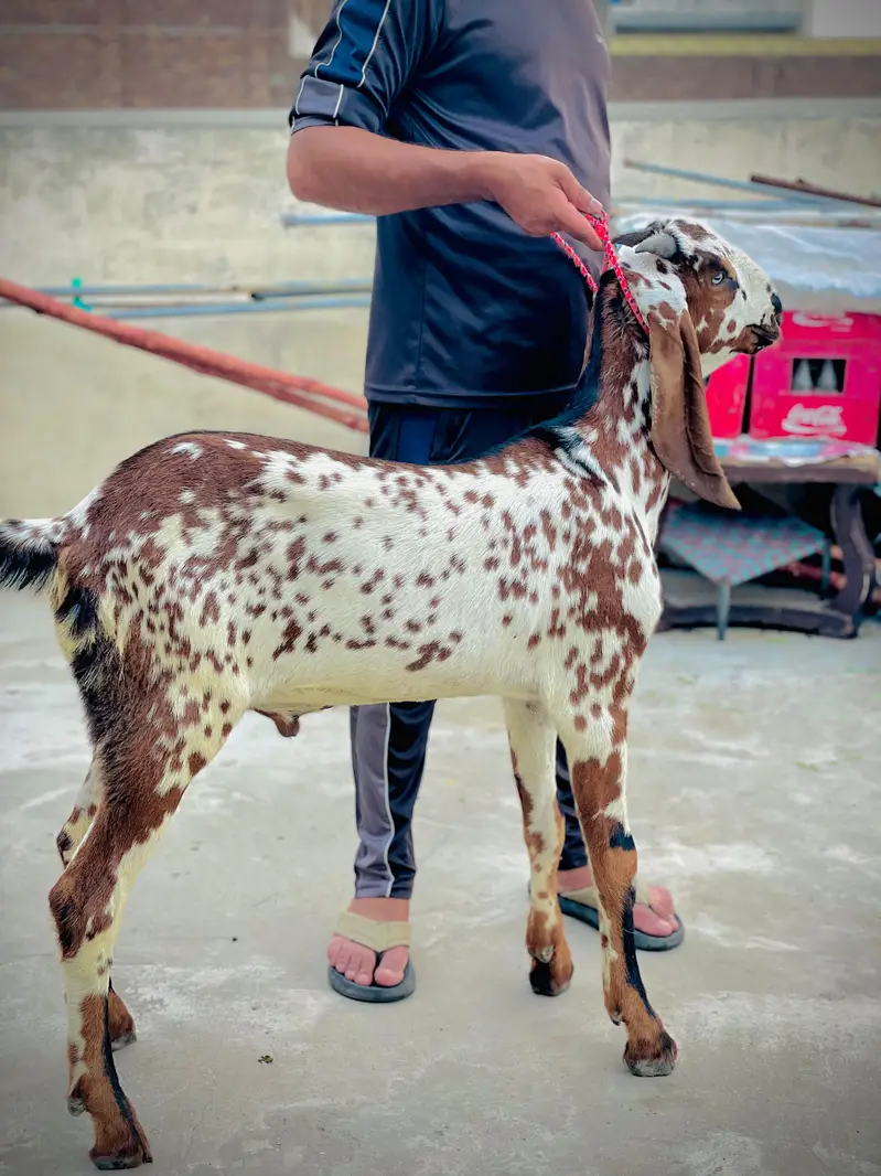2027 k liye bakra pure makhi china. 0.3. 2.1. 6.0.3.6. 3.9. 1 — photo 3