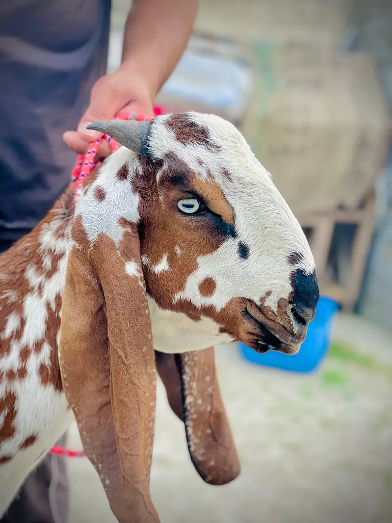 2027 k liye bakra pure makhi china. 0.3. 2.1. 6.0.3.6. 3.9. 1 — photo 4