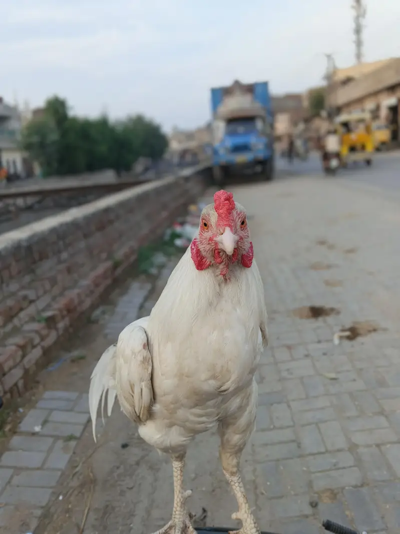 2 urgent aseel hen+ 1 aseel cocker patha — photo 7