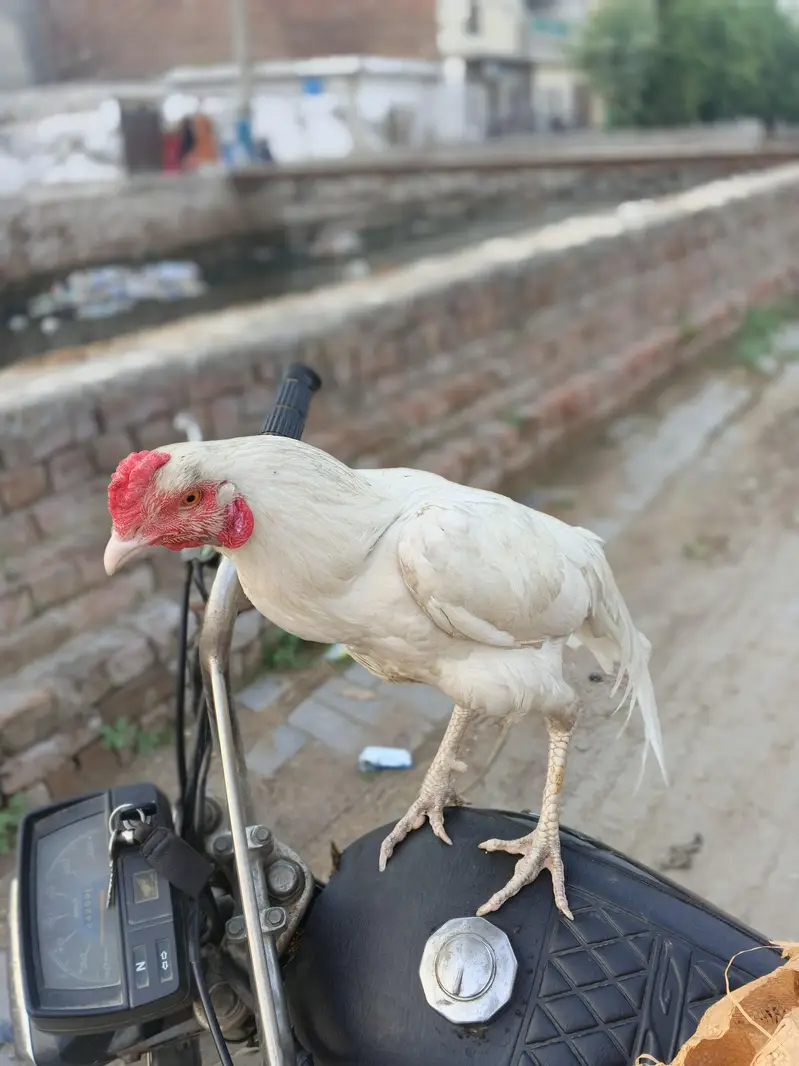 2 urgent aseel hen+ 1 aseel cocker patha — photo 8