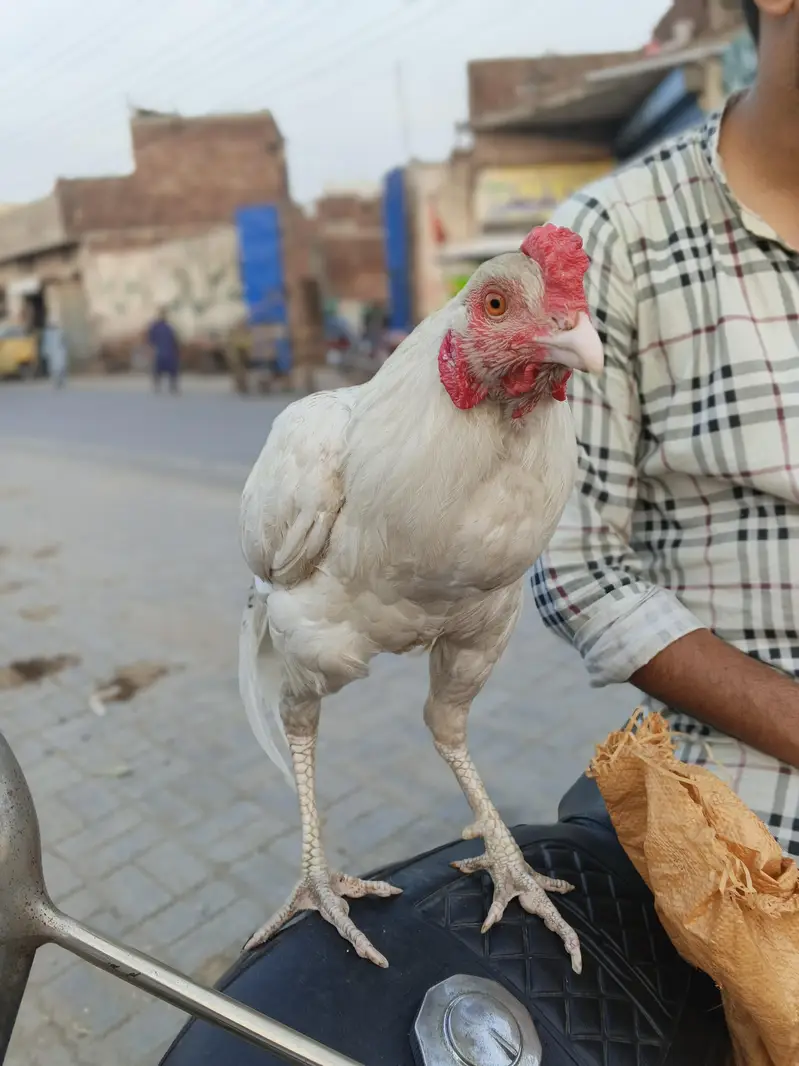 2 urgent aseel hen+ 1 aseel cocker patha — photo 9