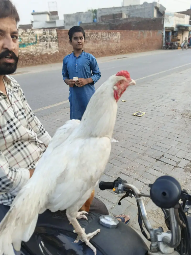 2 urgent aseel hen+ 1 aseel cocker patha — photo 10