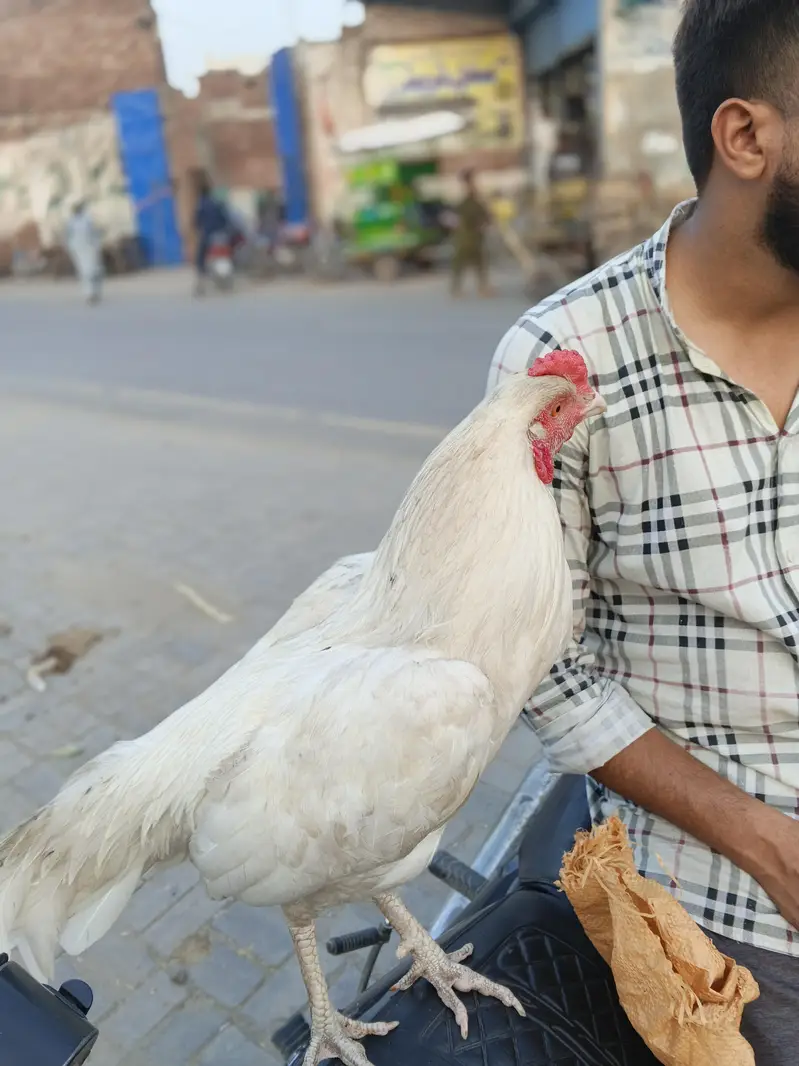 2 urgent aseel hen+ 1 aseel cocker patha — photo 11