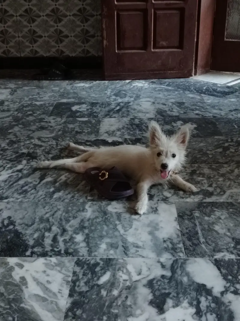 3 months puppy  — photo 2