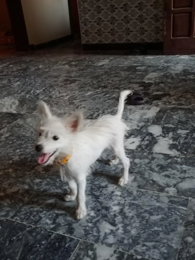 3 months puppy  — photo 3