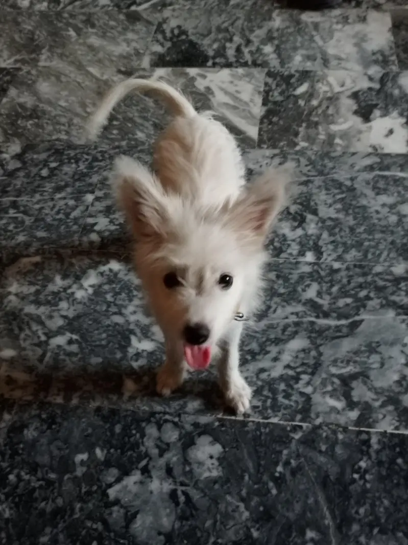 3 months puppy  — photo 4