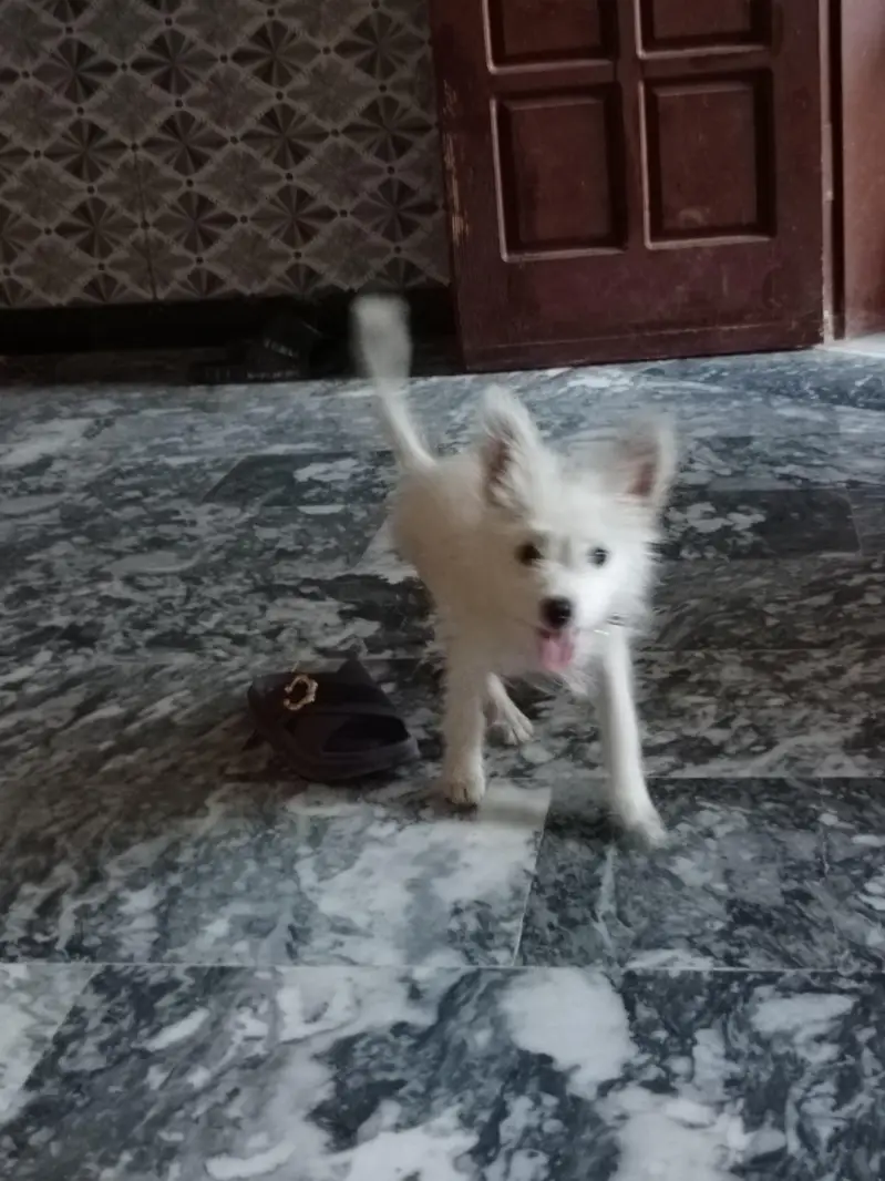 3 months puppy  — photo 5
