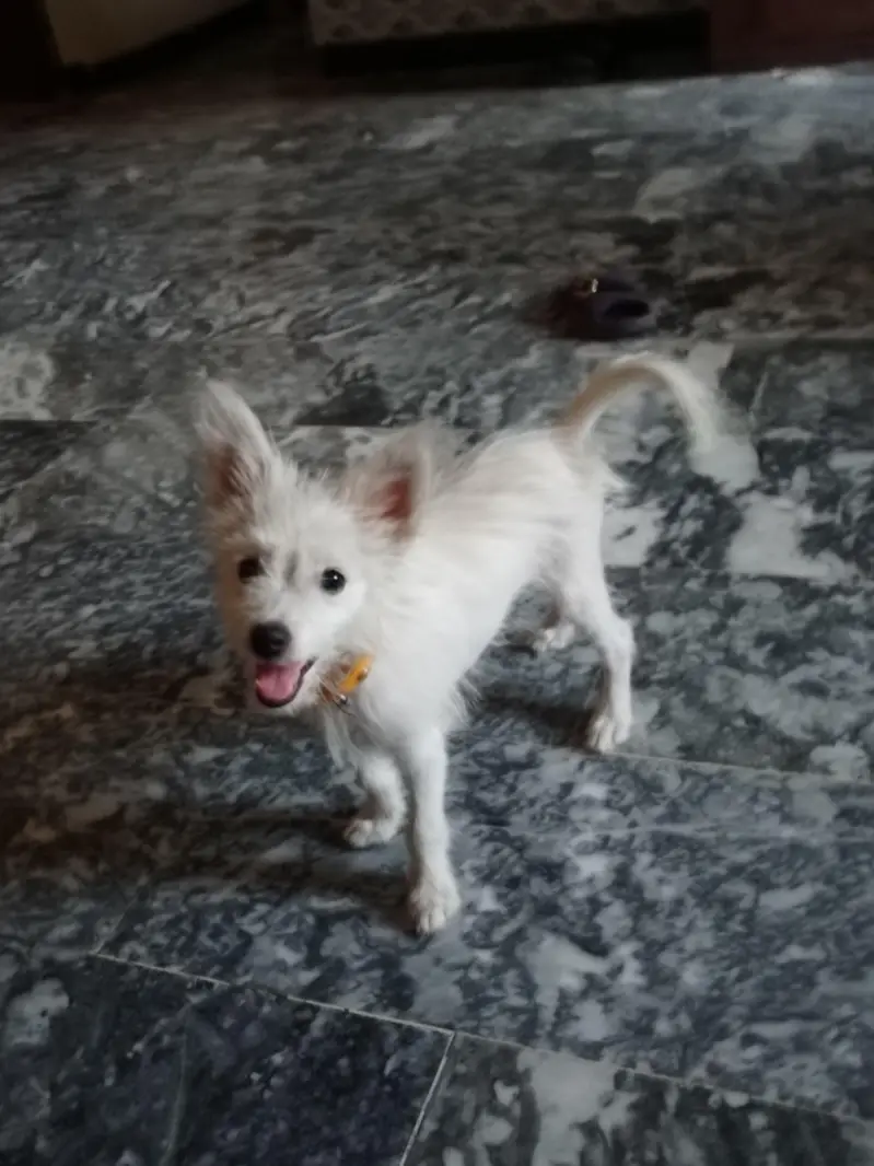 3 months puppy  — photo 6