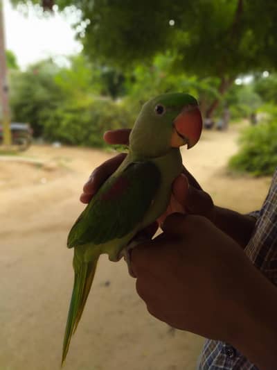 raw parrot available