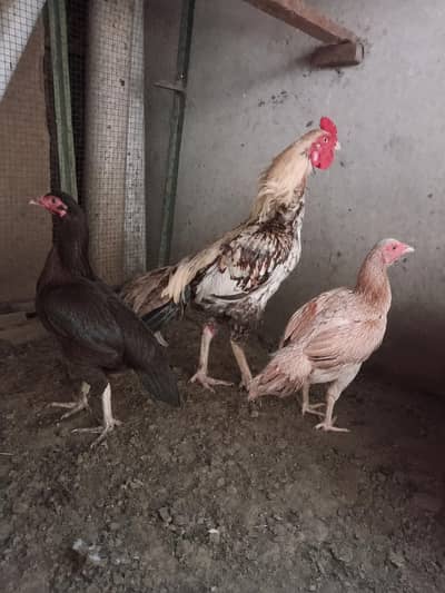 Aseel hen for sale