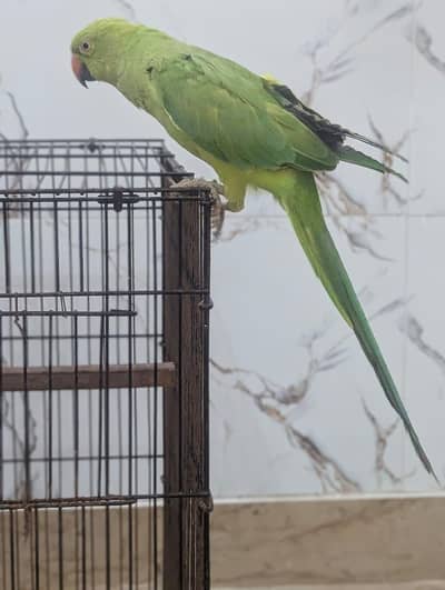 Parrots