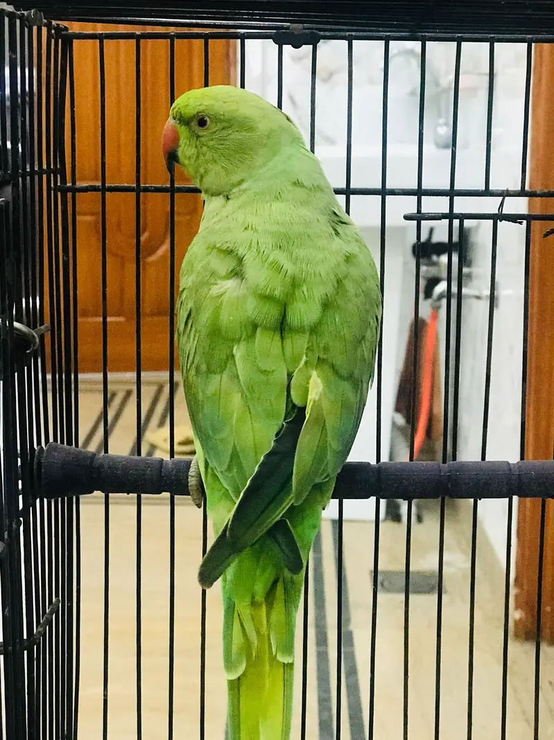 Parrots — photo 2