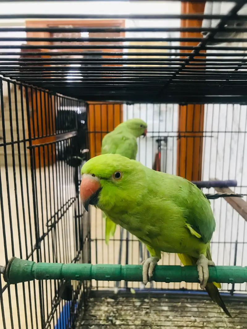 Parrots — photo 3