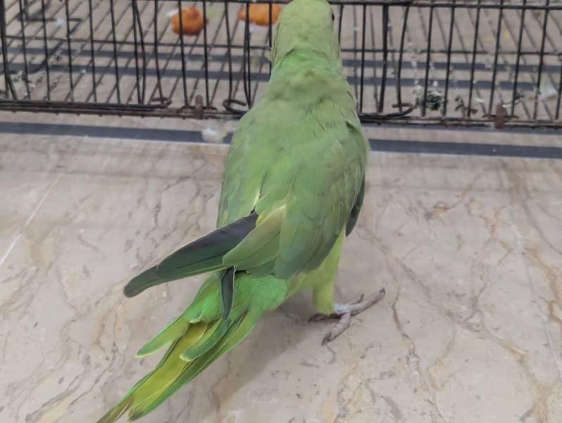 Parrots 3