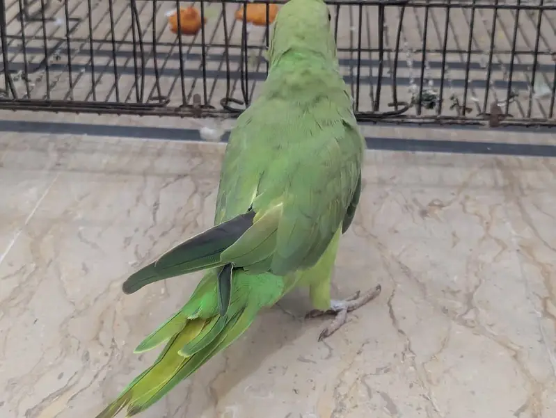 Parrots — photo 4