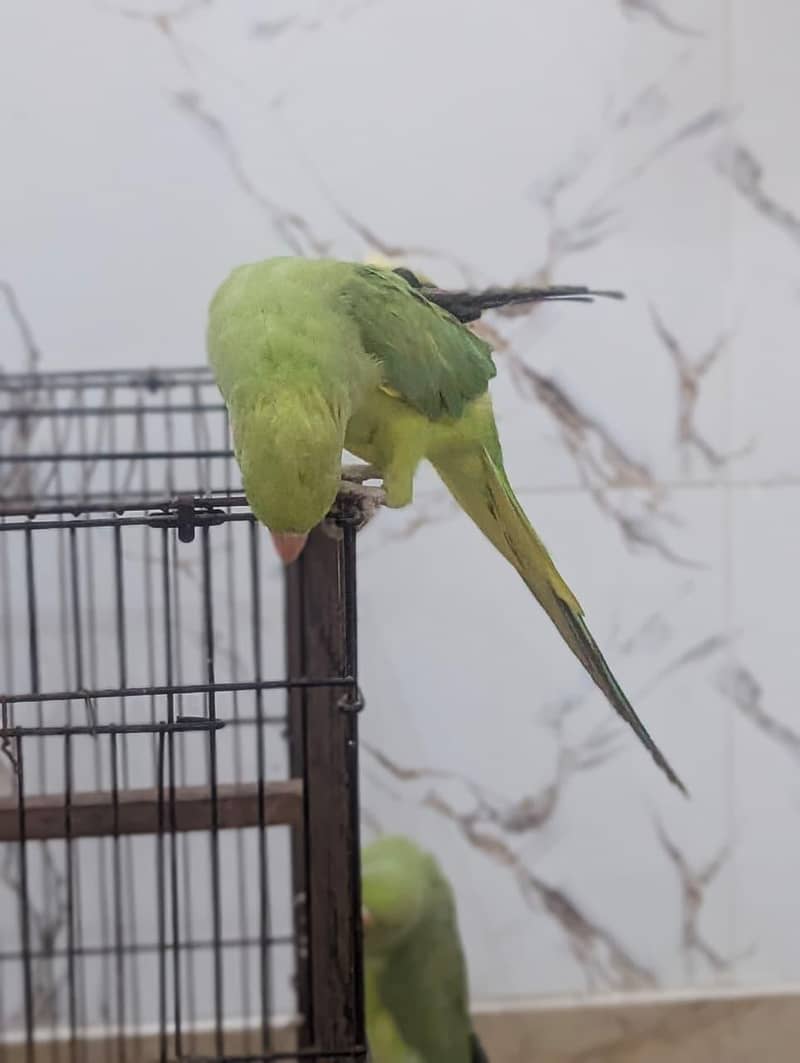 Parrots 4