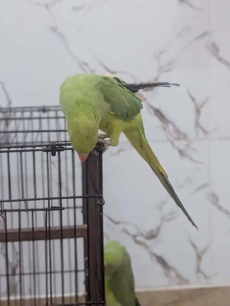 Parrots — photo 5