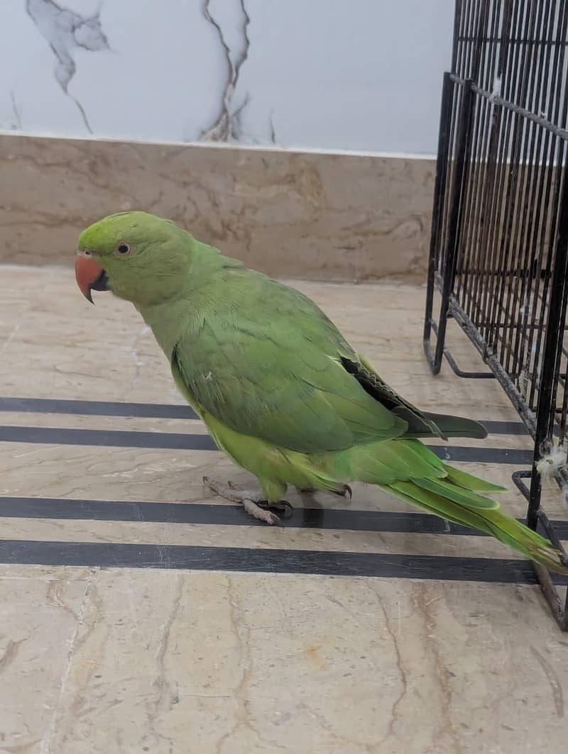 Parrots 5