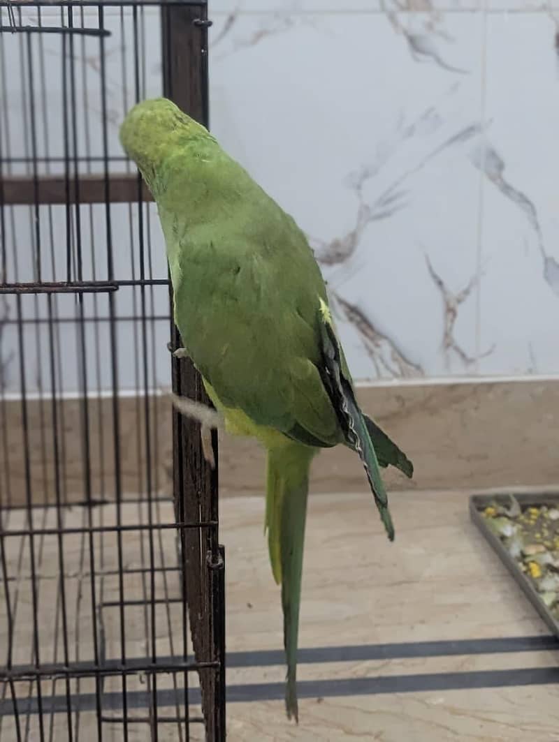 Parrots 6