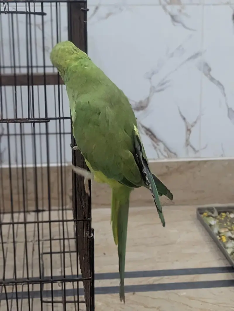Parrots — photo 7