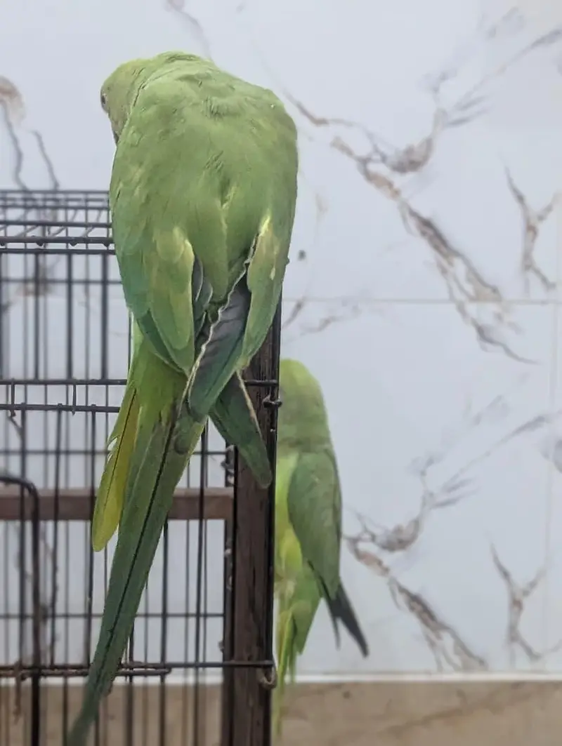 Parrots — photo 8