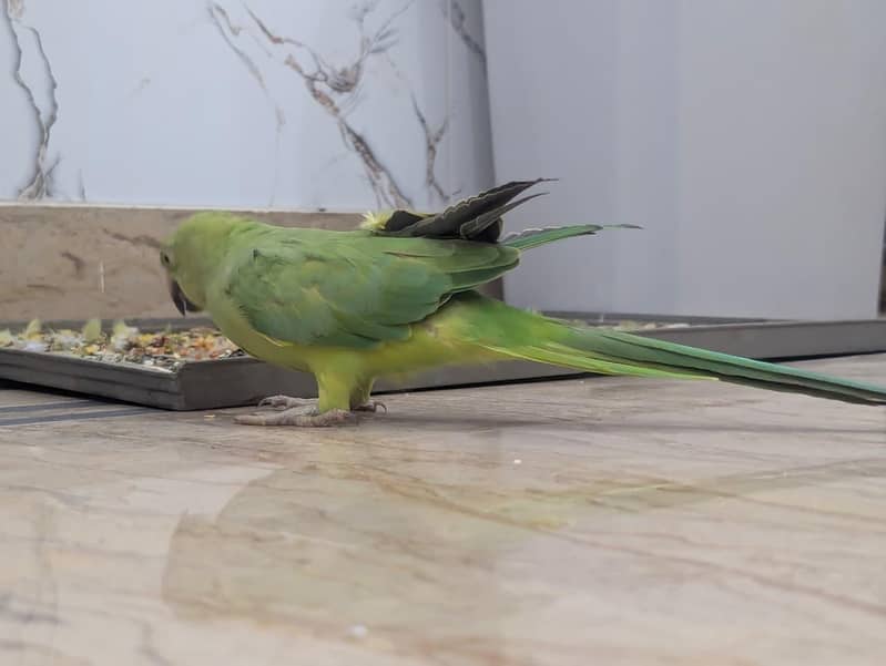 Parrots 8