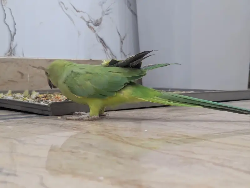 Parrots — photo 9