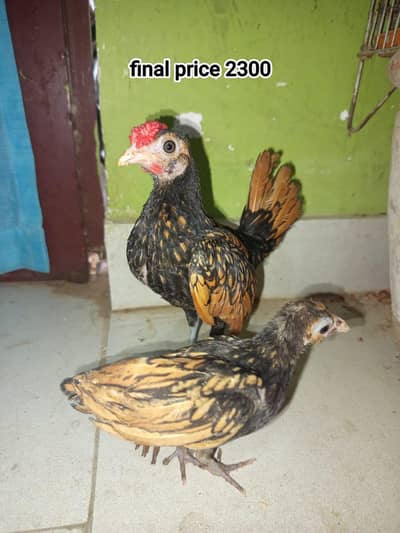 3 murgi wattsapp no:+92 03099829363
