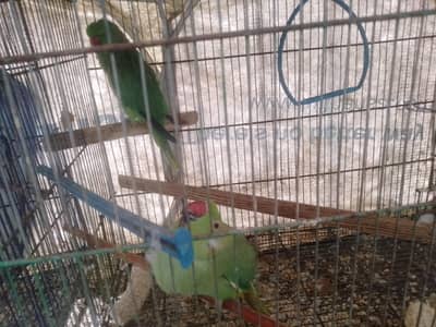 pair parrot