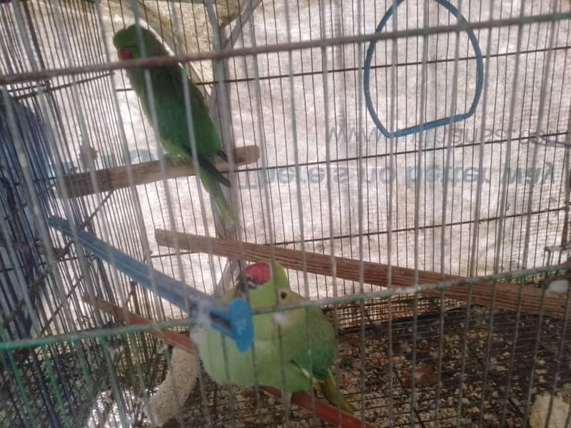 pair parrot 0