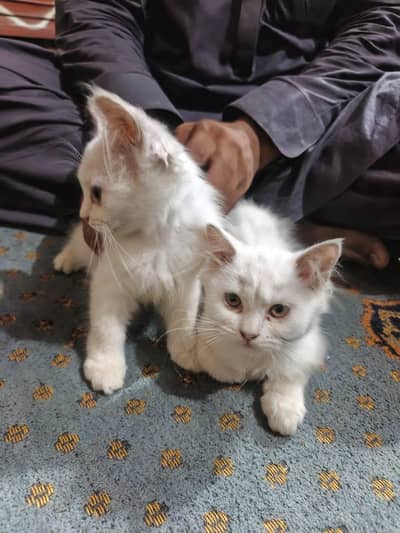Pair Persian kittens