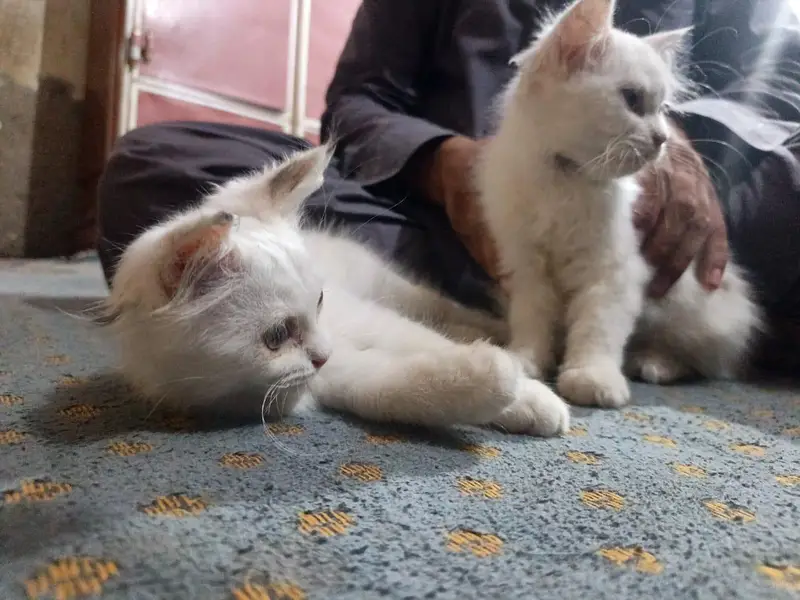 Pair Persian kittens — photo 2