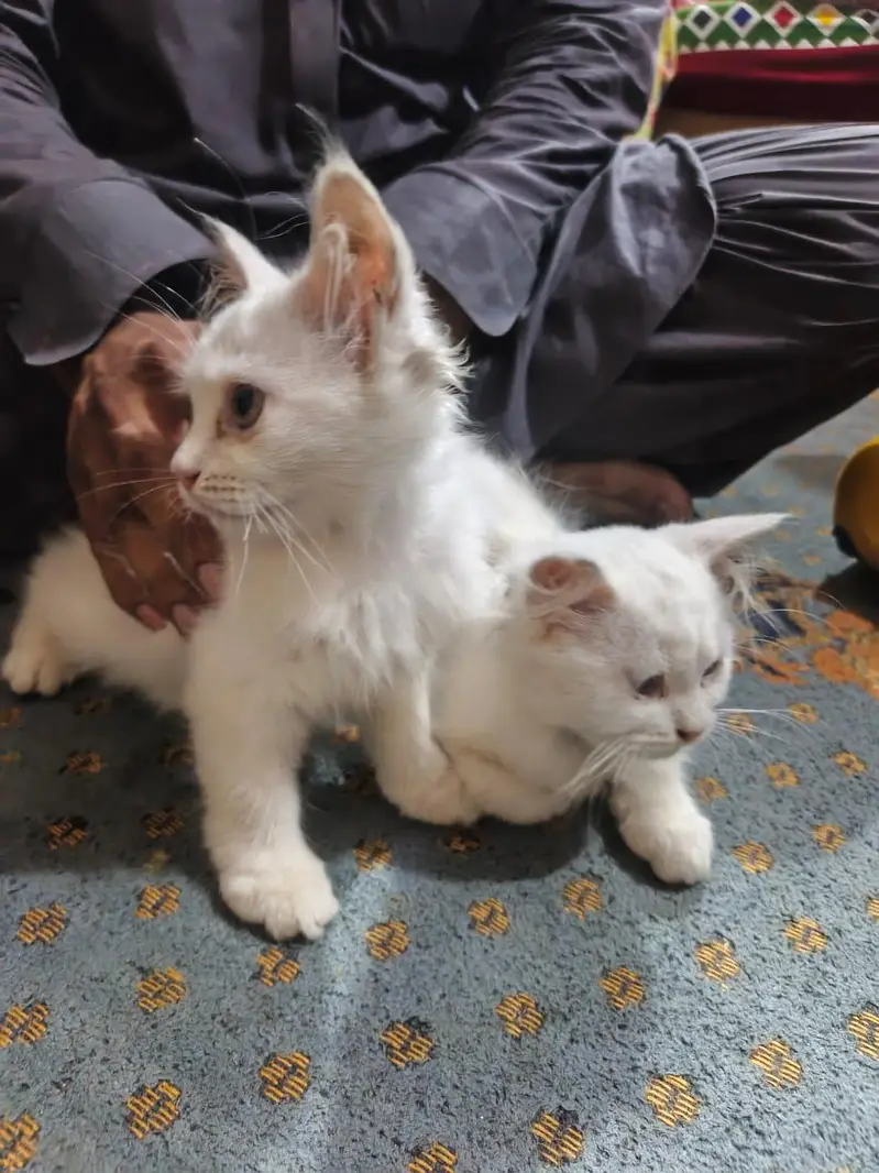 Pair Persian kittens — photo 3