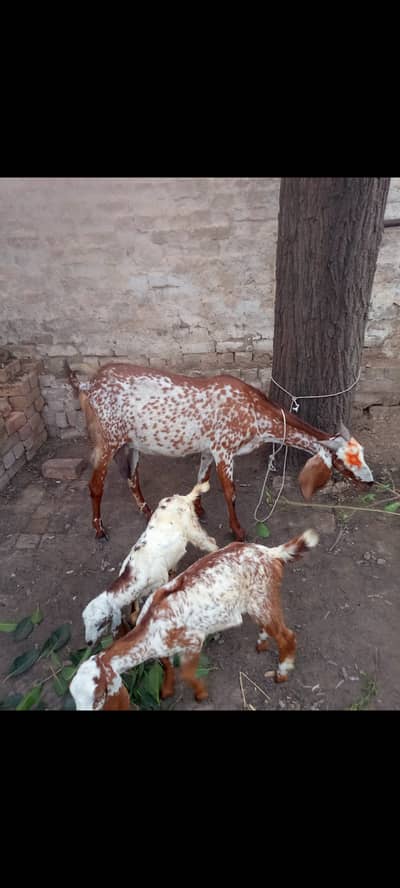 goat Sath 2 femal age 4 month