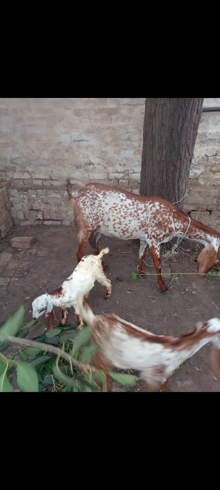 goat Sath 2 femal age 4 month — photo 2