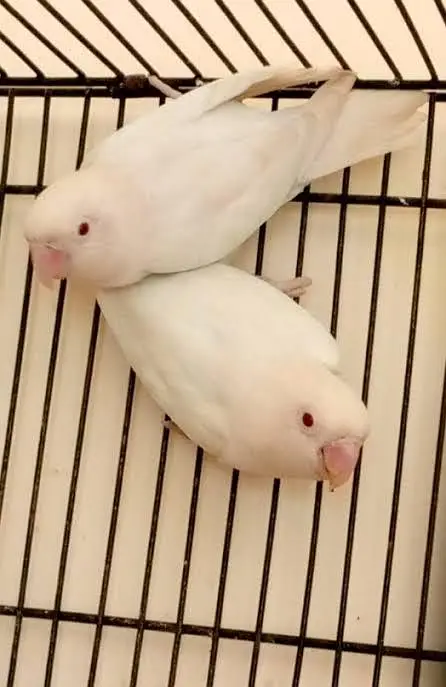 Rare Albino Red Eye Fisher Birds