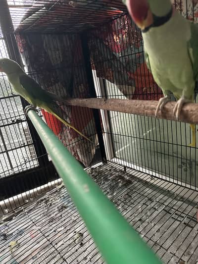 Raw pair with cage