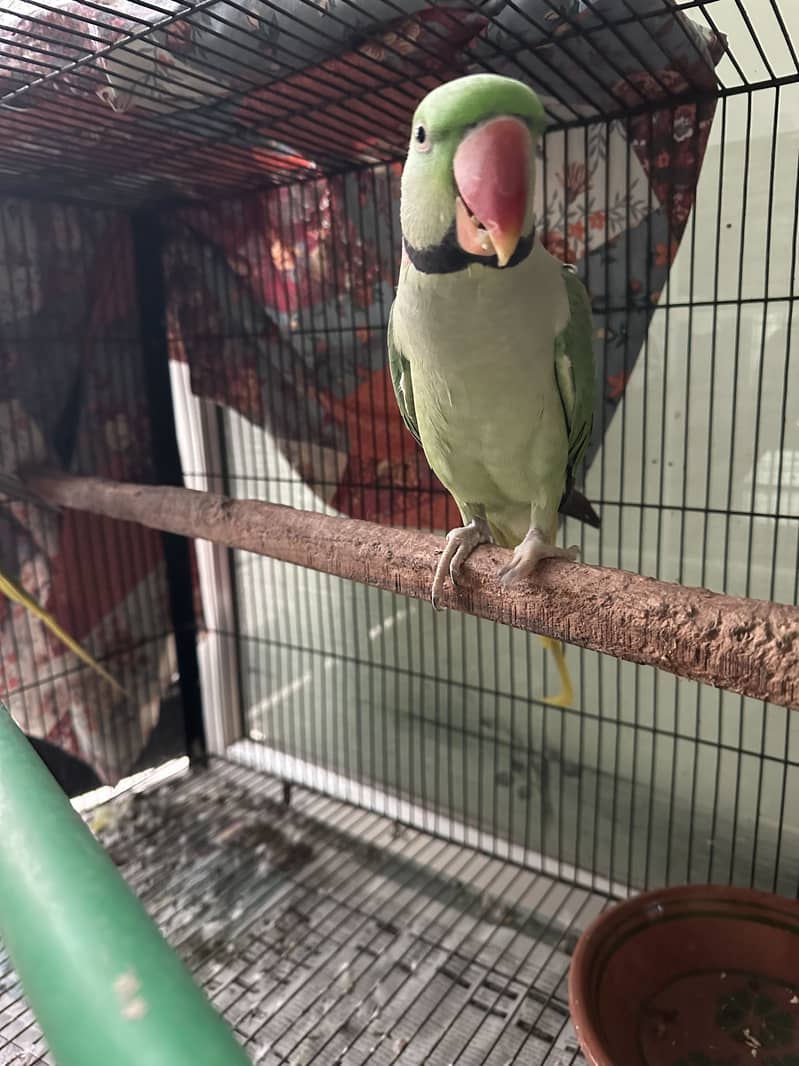 Raw pair with cage and stand 1