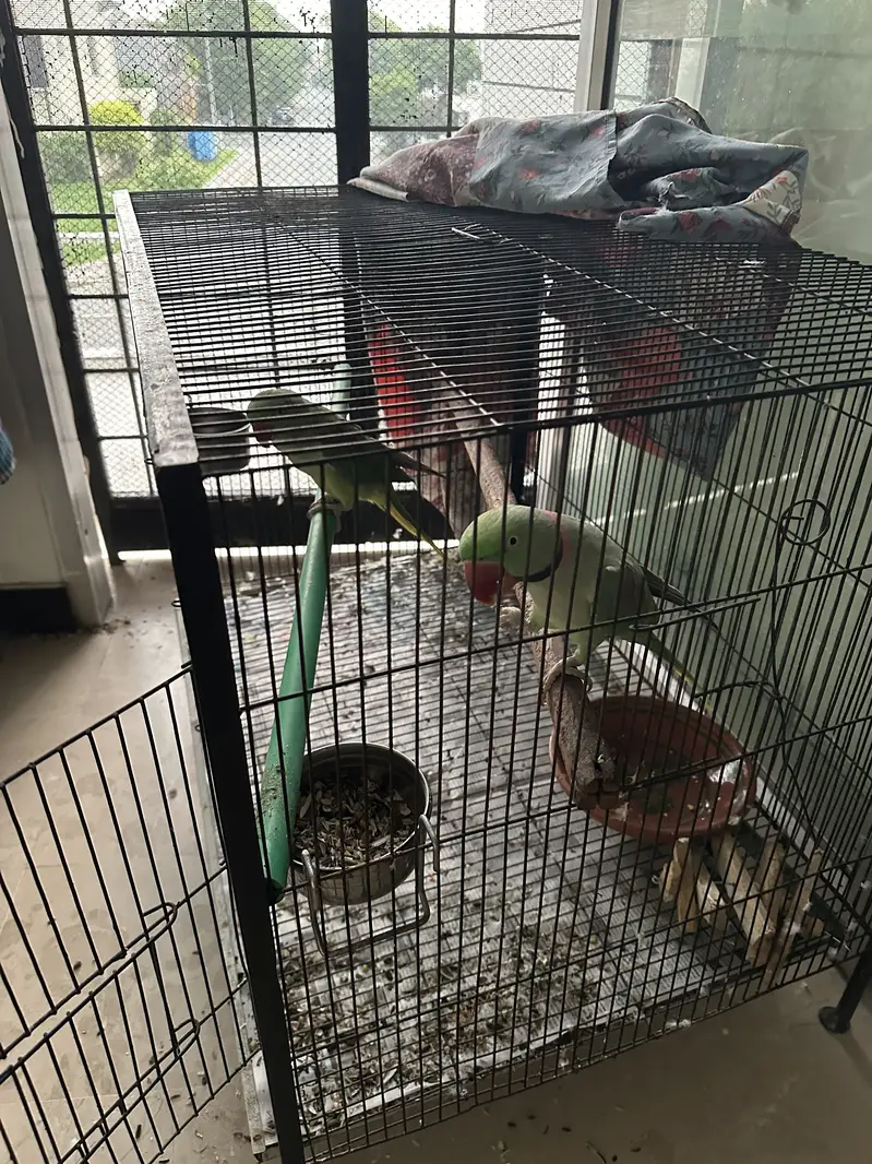 Raw pair with cage — photo 3