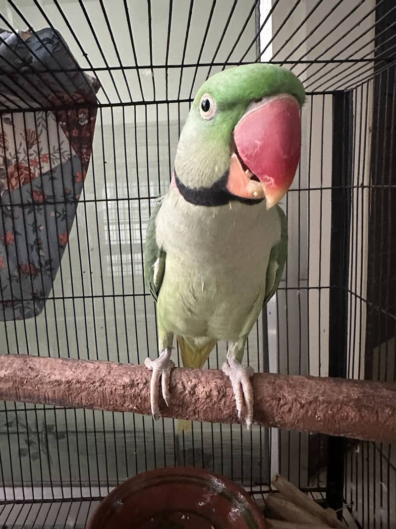 Raw pair with cage and stand 3
