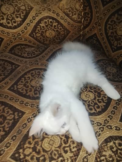 Cat For Sale
