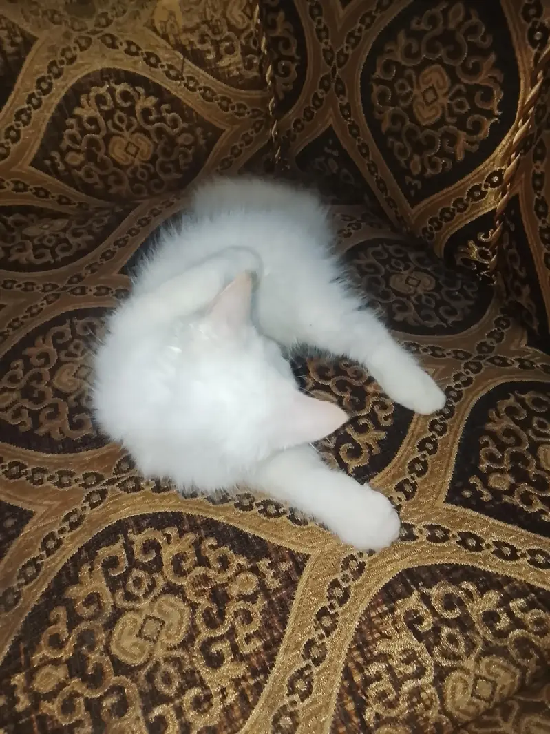 Cat For Sale — photo 2