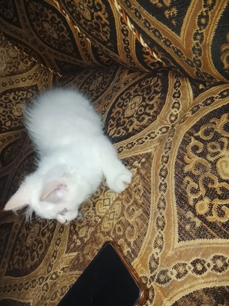 Cat For Sale — photo 3