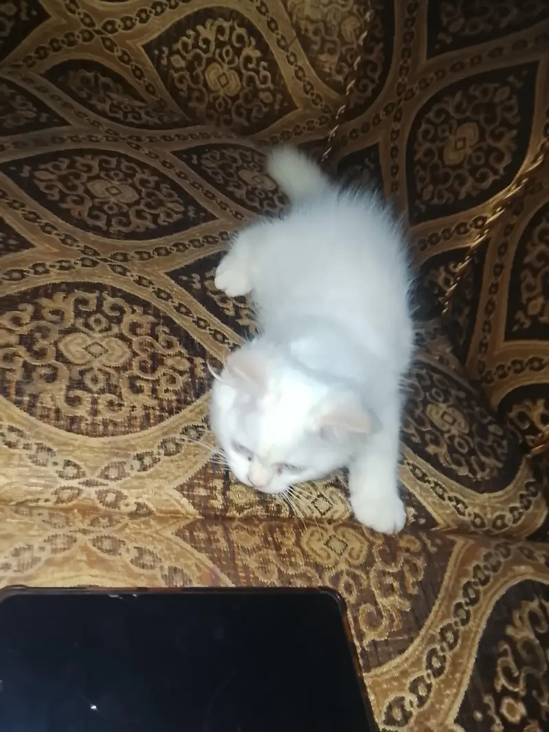 Cat For Sale — photo 4